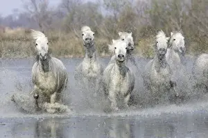 Camargue Horses - running through water - Saintes Maries de la Mer - Bouches du Rhone - France