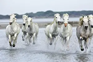 Camargue Horses - running through water - Saintes Maries de la mer - Camargue - Bouches du Rhone - France