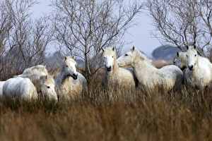 Images Dated 17th March 2007: Camargue Horses - Saintes Maries de la Mer - Bouches du Rhone - France