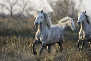 Images Dated 17th March 2007: Camargue Horses - Saintes Maries de la Mer - Bouches du Rhone - France