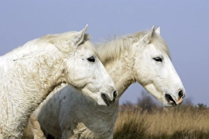 Images Dated 17th March 2007: Camargue Horses - Saintes Maries de la Mer - Bouches du Rhone - France
