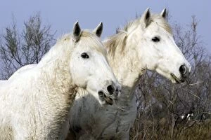 Images Dated 17th March 2007: Camargue Horses - Saintes Maries de la Mer - Bouches du Rhone - France