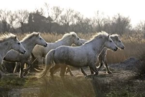 Images Dated 17th March 2007: Camargue Horses - Saintes Maries de la Mer - Bouches du Rhone - France