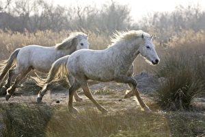 Images Dated 17th March 2007: Camargue Horses - Saintes Maries de la Mer - Bouches du Rhone - France