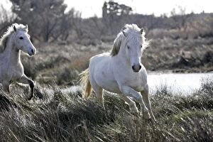 Images Dated 18th March 2007: Camargue Horses - Saintes Maries de la Mer - Bouches du Rhone - France