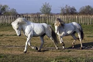 Images Dated 27th March 2007: Camargue Horses - Saintes Maries de la Mer - Bouches du Rhone - France