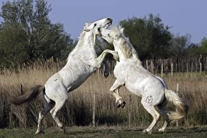 Images Dated 18th April 2007: Camargue Horses - stallions fighting - Saintes Maries de la Mer - Camargue - Bouches du Rhone