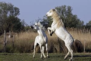 Images Dated 18th April 2007: Camargue Horses - stallions fighting - Saintes Maries de la Mer - Camargue - Bouches du Rhone