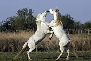 Stallions Prints: Camargue Horses - stallions fighting - Saintes Maries de la Mer - Camargue - Bouches du Rhone - France