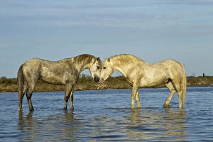 Camargue horses standing in marshy wetland