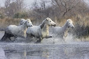 Images Dated 17th March 2007: Camargue Horses - trotting through water - Saintes Maries de la Mer - Bouches du Rhone - France