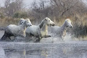 Trotting Prints: Camargue Horses - trotting through water - Saintes Maries de la Mer - Bouches du Rhone - France
