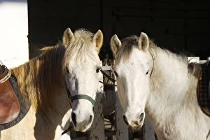 Images Dated 26th December 2005: Camargue Horses - two. France