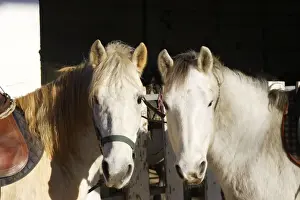 Camargue Horses - two. France