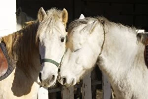 Camargue Horses - two, nuzzling