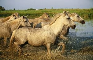 Images Dated 6th October 2009: Camargue HORSES - side view, running through water