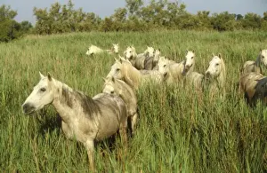 Reeds Prints: Camargue Horses WAT 6841 Portrait, herd in reeds, France. © M. Watson / ardea. com