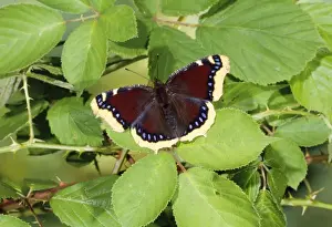 Beauties Prints: Camberwell Beauty Butterfly