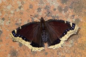 Images Dated 7th July 2011: Camberwell Beauty Butterfly - UK