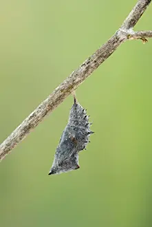 Beauties Prints: Camberwell Beauty - chrysalis ready to hatch 005746