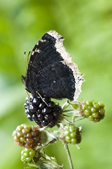 Images Dated 18th August 2006: Camberwell beauty - on dewberry