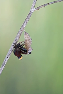 Images Dated 14th June 2008: Camberwell Beauty - hatching 005749