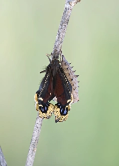 Images Dated 14th June 2008: Camberwell Beauty - hatching 005752