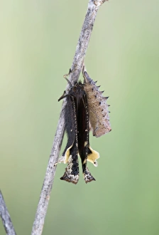 Images Dated 14th June 2008: Camberwell Beauty - hatching 005754