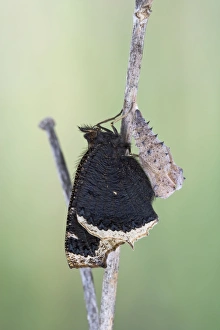 Images Dated 14th June 2008: Camberwell beauty - hatching 005757