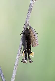 Images Dated 14th June 2008: Camberwell Beauty / Mourning Cloak Butterfly - hatching