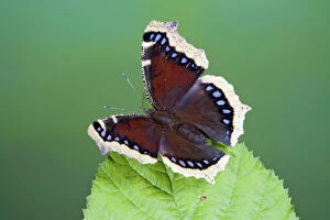 Butterflies Collection: Camberwell Beauty - resting on bramble 005780