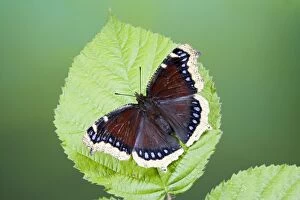 Butterflies Collection: Camberwell Beauty - resting on bramble 005782