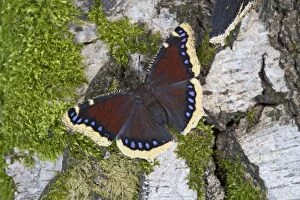 Butterflies Collection: Camberwell beauty - resting on log 005768