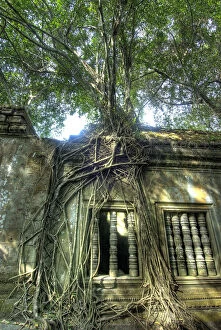 Angkor Gallery: Cambodia, Angkor Wat. Tree grows over ruins