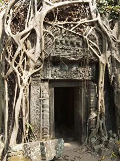 Cambodia - The roots of a fig tree invade a gallery