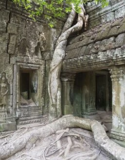 Cambodia - The roots of a Kapok tree (Ceiba petandra)