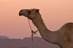 Egypt Prints: Camel Animal used for tourists at Sunset Egypt
