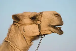 Camel - Egypt