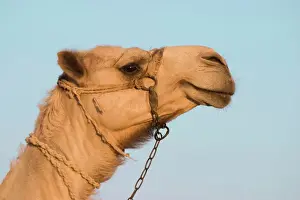 Mouths Prints: Camel - Egypt
