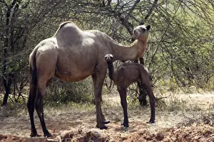 Camel - female with baby. Chelbi - Ethiopia
