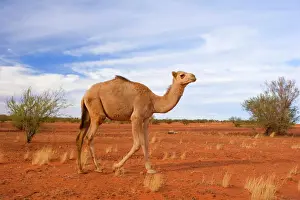 Walking Prints: Camel - funny looking One-humped Camel or Dromedary wandering through the desert - Northern Territory