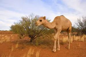 Camel - funny looking One-humped Camel or Dromedary wandering through the desert - Northern Territory, Australia