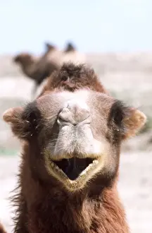 Camel Gobi Desert, Xinjiang, China