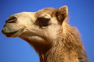 Camels Prints: Camel - Imported to outback Australia from India and Afghanistan in 1840s - Australia JLR03138