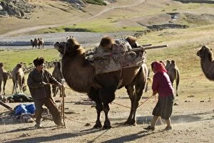 Camel - Kazakh herders lowering camel for loading