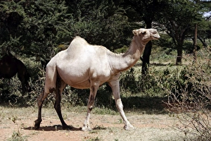 Images Dated 21st August 2005: Camel - at market. Chelbi - Ethiopia