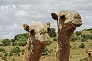 Camel - at market. Chelbi - Ethiopia