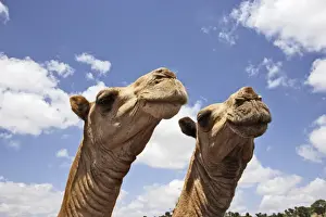 Camels Prints: Camel market. Chelbi - South Ethiopia