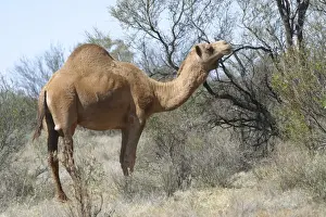 Camel Newhaven Bird Sanctuary, Nthn Territory, Australia