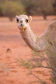 Camels Prints: Camel - portrait of a funny looking One-humped Camel or Dromedary in the desert - Northern Territory